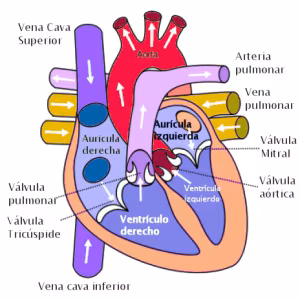 Funcionamiento del corazón humano